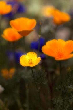 Kaliforniya veya Meksika Poppies Sonoran Çölü'nde