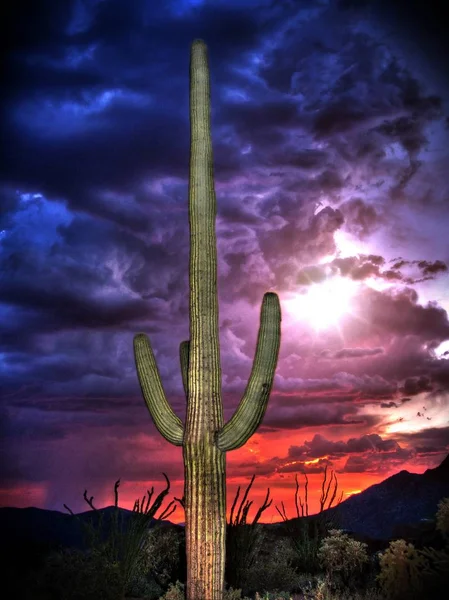 Saguaro kaktusz, a monszun felhők és naplemente — Stock Fotó