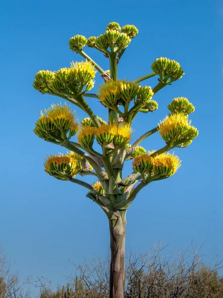 龙舌兰 Infloresence 茎干，黄色的花 — 图库照片