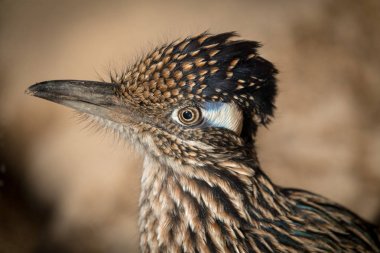 Greater Roadrunner Geococcyx californianus close up clipart