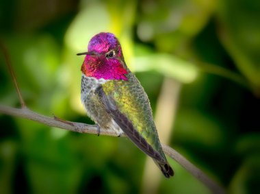 Annas Hummingbird yeşil arka plan