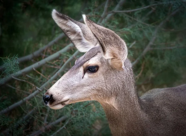 Cerf mulet Profil de la tête — Photo