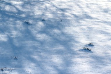 Kardaki ağaçların gölgeleri. Çimenler karın altından büyür. Güneşli bir gün.
