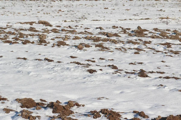 Invierno Pueblo Tierras Cultivables Sembradas Nieve Día Soleado Invierno — Foto de Stock