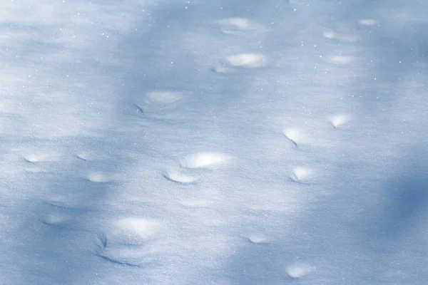 雪の中の人々や動物の古い足跡 — ストック写真