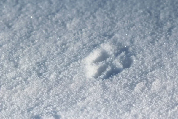 Pegada Cão Neve — Fotografia de Stock