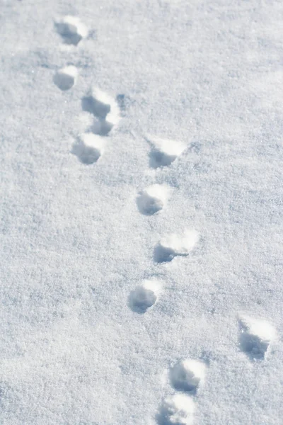 雪の中の動物のトラック — ストック写真