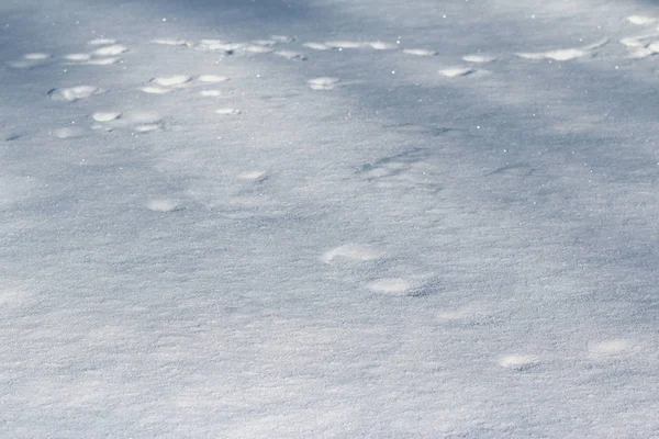 雪の中の動物のトラック — ストック写真