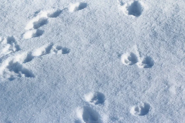 Pistes Animaux Dans Neige — Photo