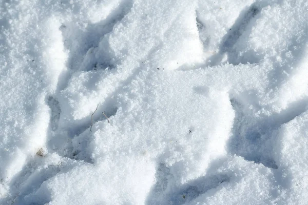 Footprints Chicken Feet Snow — 스톡 사진