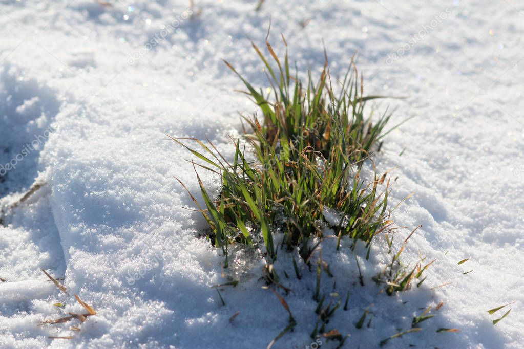 Grass grows from under the snow. Sunny day. Spring thaw.