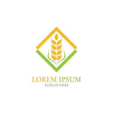 Tarım buğday vektör