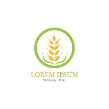 Tarım buğday vektör