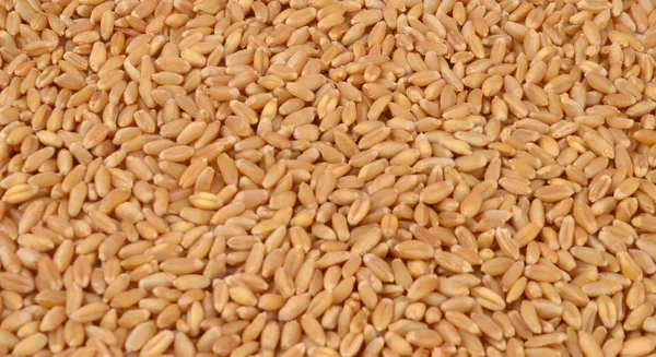 Buğday yığını, kopyalama alanı olan beyaz arkaplanda izole edilmiş