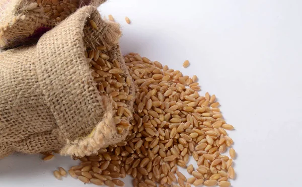 Saco de granos de trigo aislado sobre fondo blanco —  Fotos de Stock