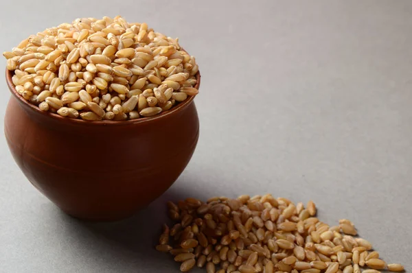 Maceta de arcilla con un grano de trigo . —  Fotos de Stock