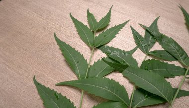 İlaç yaprakları, Azadirachta indica. Cilt bakımında, güzellik ürünlerinde ve kremlerde kullanılır..