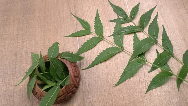 İlaç yaprakları, Azadirachta indica. Cilt bakımında, güzellik ürünlerinde ve kremlerde kullanılır..