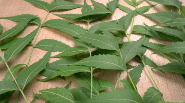 İlaç yaprakları, Azadirachta indica. Cilt bakımında, güzellik ürünlerinde ve kremlerde kullanılır..