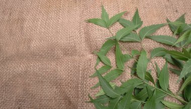 İlaç yaprakları, Azadirachta indica. Cilt bakımında, güzellik ürünlerinde ve kremlerde kullanılır..