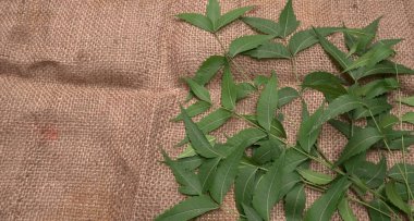 İlaç yaprakları, Azadirachta indica. Cilt bakımında, güzellik ürünlerinde ve kremlerde kullanılır..