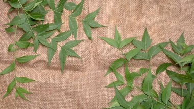 İlaç yaprakları, Azadirachta indica. Cilt bakımında, güzellik ürünlerinde ve kremlerde kullanılır..