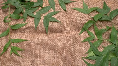 İlaç yaprakları, Azadirachta indica. Cilt bakımında, güzellik ürünlerinde ve kremlerde kullanılır..