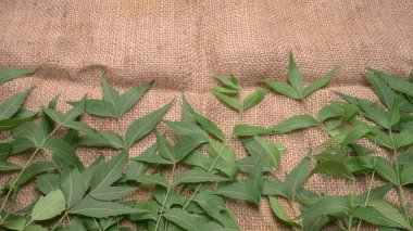 İlaç yaprakları, Azadirachta indica. Cilt bakımında, güzellik ürünlerinde ve kremlerde kullanılır..