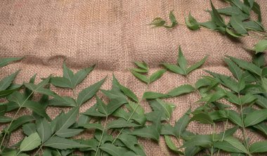 İlaç yaprakları, Azadirachta indica. Cilt bakımında, güzellik ürünlerinde ve kremlerde kullanılır..