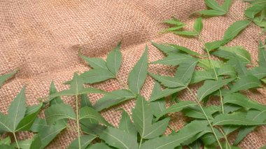 İlaç yaprakları, Azadirachta indica. Cilt bakımında, güzellik ürünlerinde ve kremlerde kullanılır..