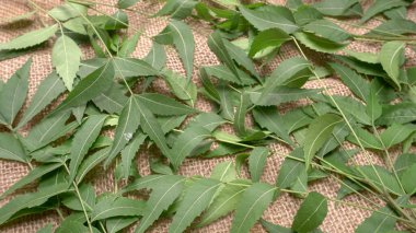 İlaç yaprakları, Azadirachta indica. Cilt bakımında, güzellik ürünlerinde ve kremlerde kullanılır..