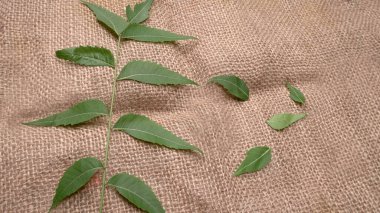 İlaç yaprakları, Azadirachta indica. Cilt bakımında, güzellik ürünlerinde ve kremlerde kullanılır..