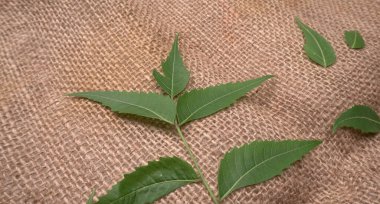 İlaç yaprakları, Azadirachta indica. Cilt bakımında, güzellik ürünlerinde ve kremlerde kullanılır..