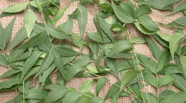 Feuilles Neem Médicinal Azadirachta Indica Utilisé Dans Les Soins Peau — Photo