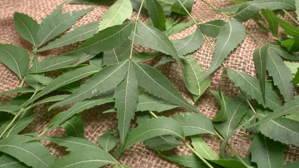Medicinal Neem Leaves Azadirachta Indica Used Skin Care Beauty Products — Stock Photo, Image