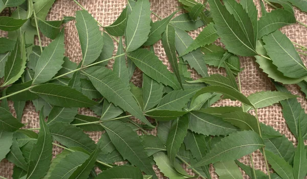 Feuilles Neem Médicinal Azadirachta Indica Utilisé Dans Les Soins Peau — Photo