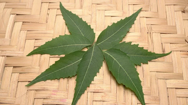 Salida Neem Medicinal Azadirachta Indica Utilizado Cuidado Piel Productos Cremas — Foto de Stock