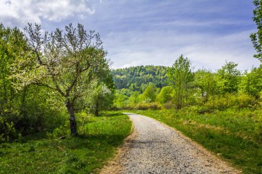 Bieszczady Dağları. Forest Yolu. Dağlarda ilkbahar.