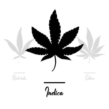 Esrar, esrar simgeler. Tıbbi esrar simgeler kümesi. Marihuana yaprağı. Uyuşturucu tüketimini. Marihuana yasallaştırma. İzole vektör çizim