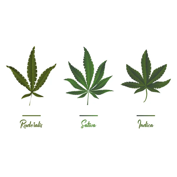 Marijuana Icone Della Cannabis Set Icone Della Marijuana Medica Foglia — Vettoriale Stock