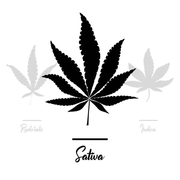 Marihuana Iconos Del Cannabis Conjunto Iconos Marihuana Medicinal Hoja Marihuana — Vector de stock