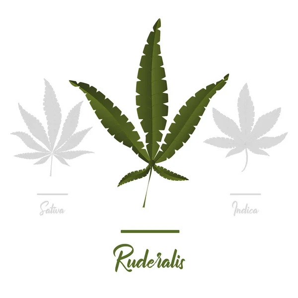 Marijuana Ícones Cannabis Conjunto Ícones Marijuana Medicinal Folha Marijuana Consumo — Vetor de Stock