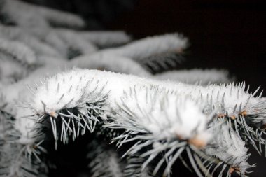 Kar altında yeşil yaprakları olan bir dal. Kış mevsimi. Makro. Metin için yer.