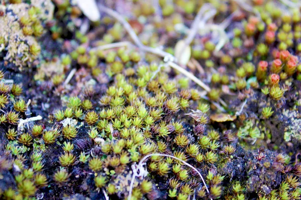 Macto natuur bloemen. Onsusse felle kleuren. Zomer prachtige planten — Stockfoto