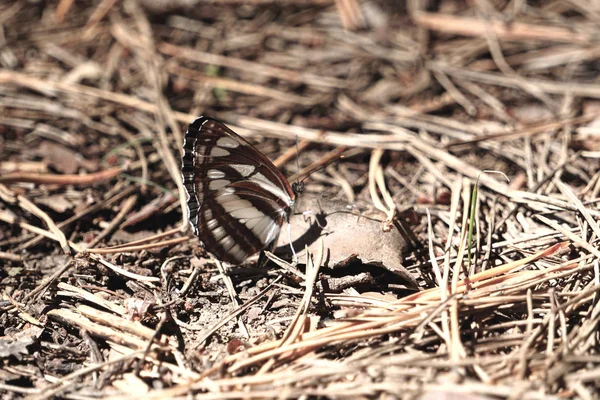Viele Pieridae-Schmetterlinge sammeln Wasser auf dem Boden. Papilio machaon — Stockfoto