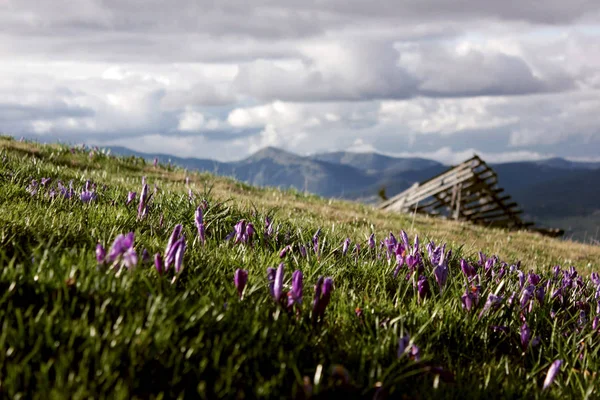 Ukrainische Berge. Frühling bewölkt Mittelgebirge — Stockfoto