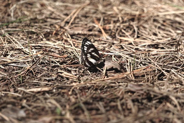 Sok pieridae pillangó gyűjti össze a vizet a földön. Papilio makaróni — Stock Fotó