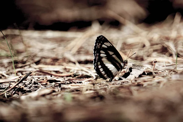 De nombreux papillons pieridae recueillent l'eau sur le sol. papilio machaon — Photo