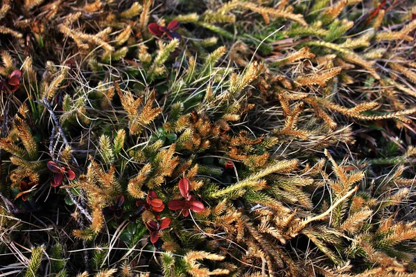 Macto flores da natureza. Unsusal cores brilhantes. Verão belas plantas — Fotografia de Stock