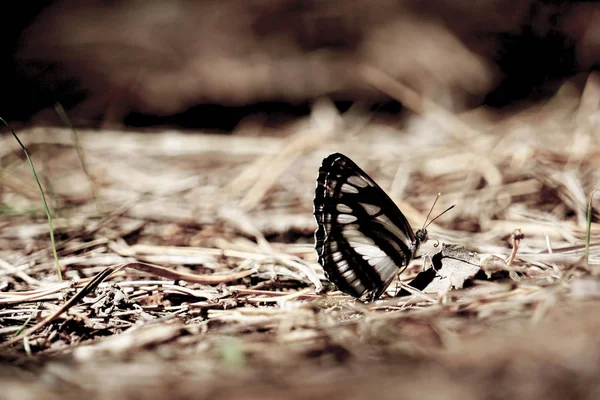 De nombreux papillons pieridae recueillent l'eau sur le sol. papilio machaon — Photo